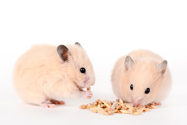 Zwei braune Hamster fressen auf hellem Hintergrund