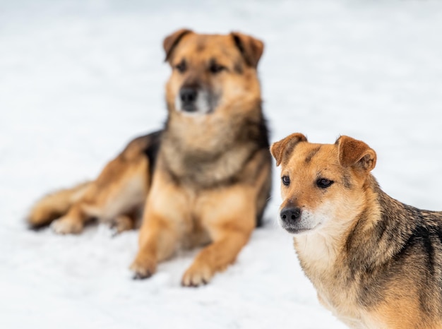 Zwei braune Hunde im Winter im Schnee