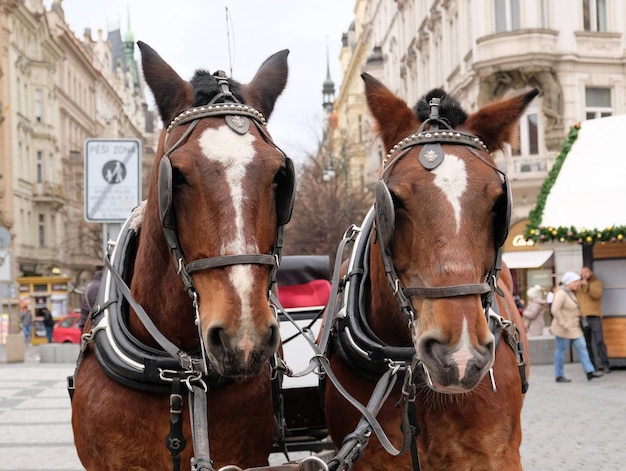 Foto zwei braune pferde werden auf dem prager altstadtplatz zum fahren von touristen angezogen