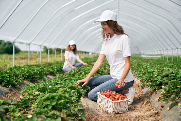 Zwei Brünette ernten Erdbeeren im Gewächshaus