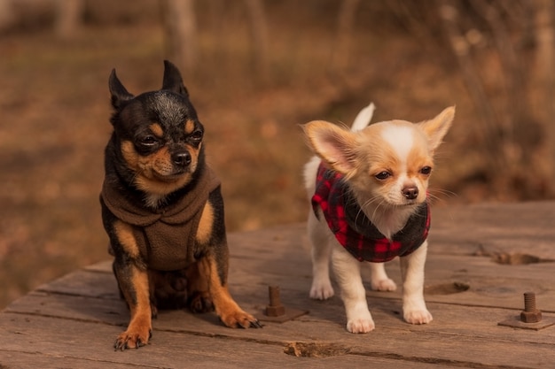 Zwei Chihuahua-Hunde auf einer Holzbank. Gekleidete Hunde. Haustiere für einen Spaziergang an einem sonnigen Tag. Chihuahua, Haustier