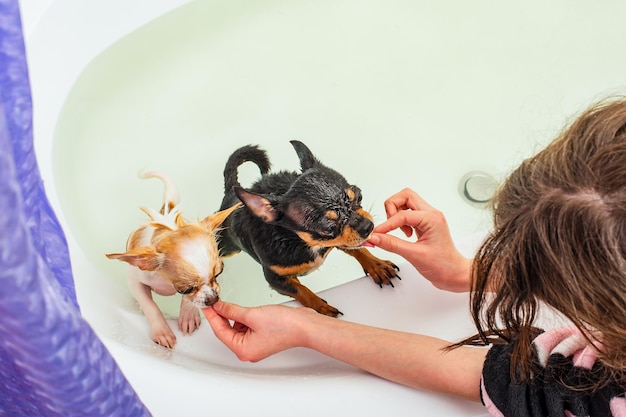 Zwei Chihuahua-Hunde baden in der Badewanne. Das Mädchen gibt den Haustieren im Badezimmer einen Leckerbissen aus ihren Händen.