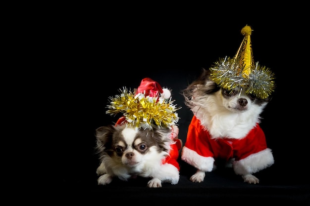 Zwei Chihuahua-Hunde, die ein rotes Weihnachts-Sankt-Kostüm mit Geschenkbox tragen und in die Kamera schauen. auf schwarzem Hintergrund isoliert. Frohes neues Jahr und frohe Weihnachten-Konzepte.