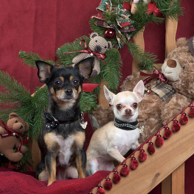 Zwei Chihuahua sitzen, in der Weihnachtsdekoration