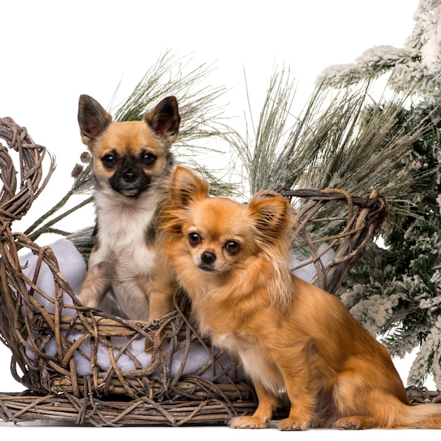 Zwei Chihuahua vor einer Weihnachtslandschaft