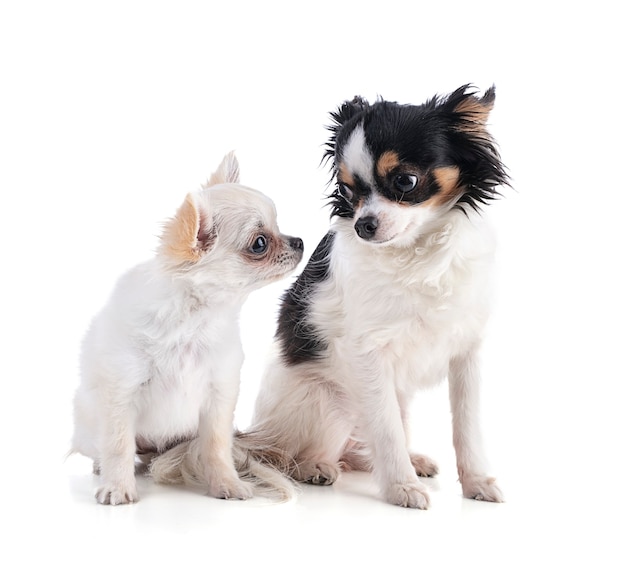 Zwei Chihuahua-Welpe mit langen Haaren auf weißem Hintergrund