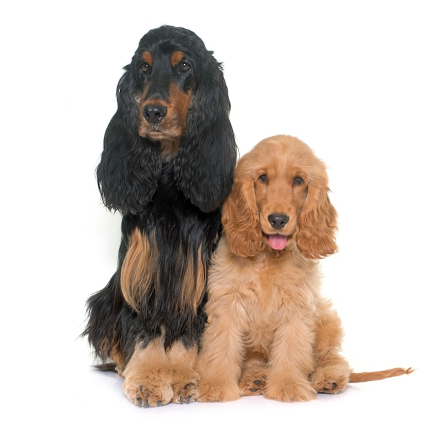 Zwei Cocker Spaniels