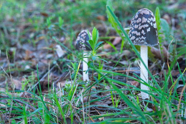 Zwei Coprinopsis picacea ist eine Pilzart aus der Familie der Psathyrellaceae