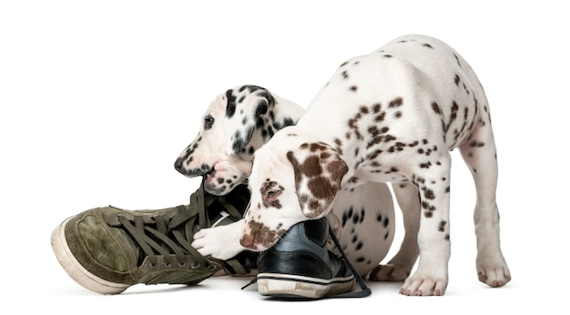 Zwei dalmatinische Welpen, die Schuhe kauen