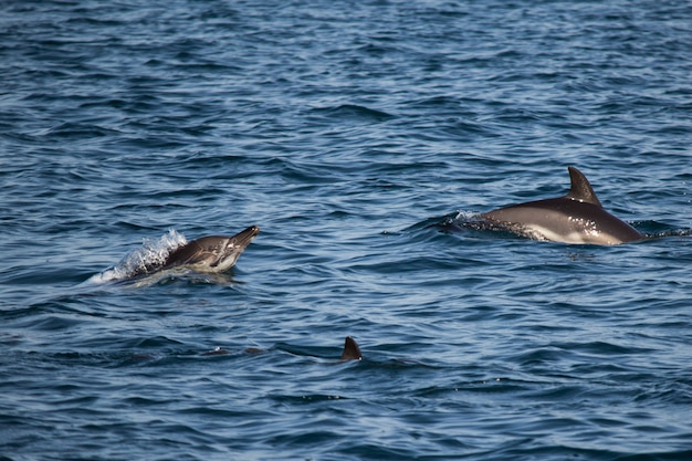 Zwei Delfine springen ins Schwarze Meer