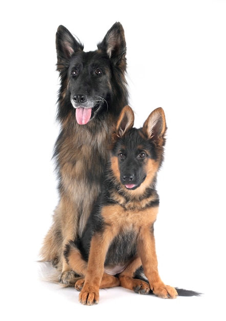 Zwei deutsche Schäferhunde