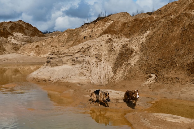 Zwei deutsche und australische Schäferhunde gehen in der Nähe von Wasser- und Sanddünen spazieren und erkunden die Gegend