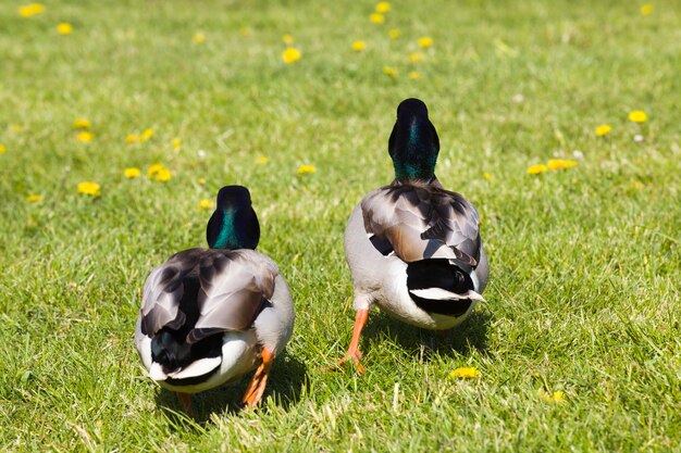 Zwei Drakes in der Frühlingssaison