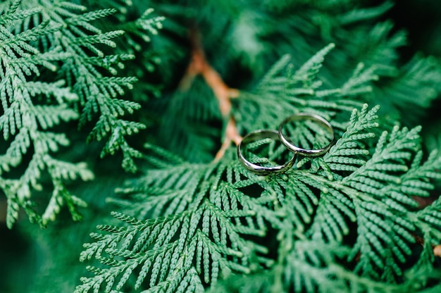 Zwei Eheringe auf einem Zweig Thuja auf Grün