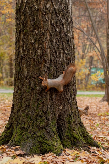 Foto zwei eichhörnchen schauen in verschiedene richtungen und sitzen auf demselben baum im park