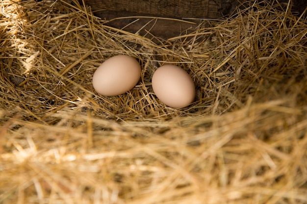 Zwei Eier im Nest