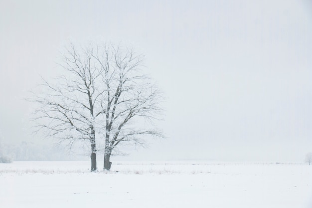 Zwei einsame Bäume auf einem Wintergebiet an einem nebligen Morgen. Winterlandschaft