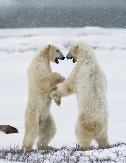 Zwei Eisbären spielen im Schnee miteinander