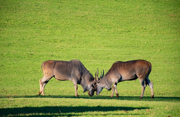 zwei Elands von Angesicht zu Angesicht rammen