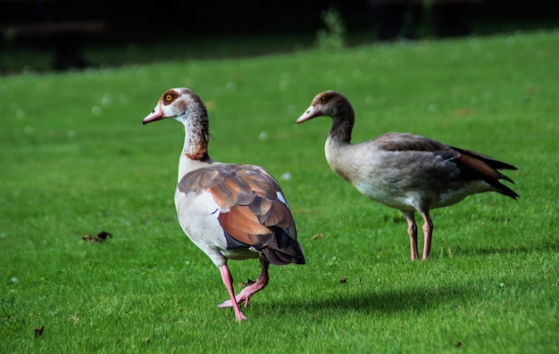 Zwei Enten auf einem grasbewachsenen Feld