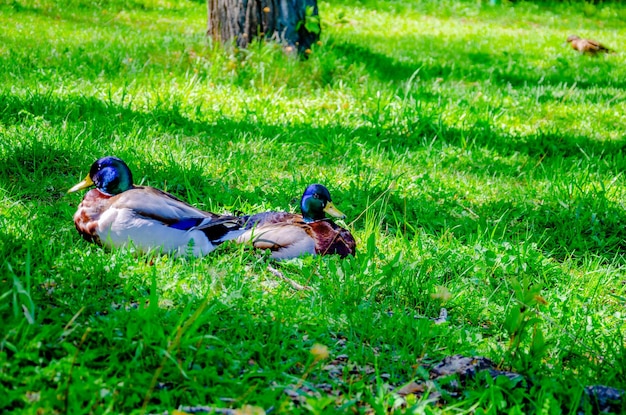 Zwei Enten im grünen Gras an einem Sommertag aus nächster Nähe.