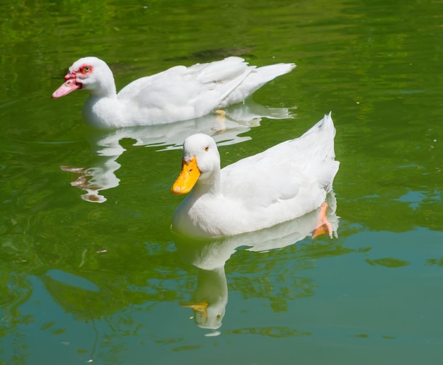 Zwei Enten in einem grünen Teich
