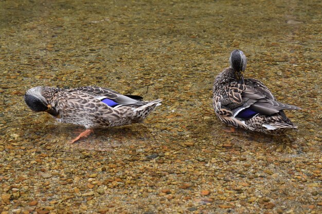 Foto zwei enten putzen ihre federn in flachen gewässern wildtiere