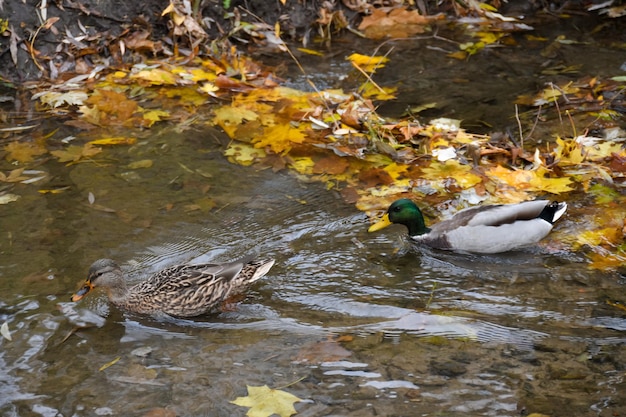 Zwei Enten schwimmen in einem Teich