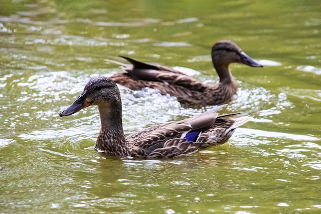 Zwei Enten schwimmen in schmutzigem grünem Wasser an einem Fluss