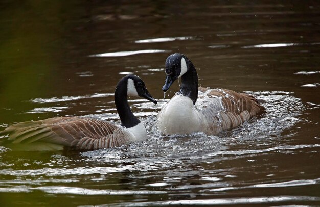 Zwei Enten schwimmen zusammen in einem Teich.