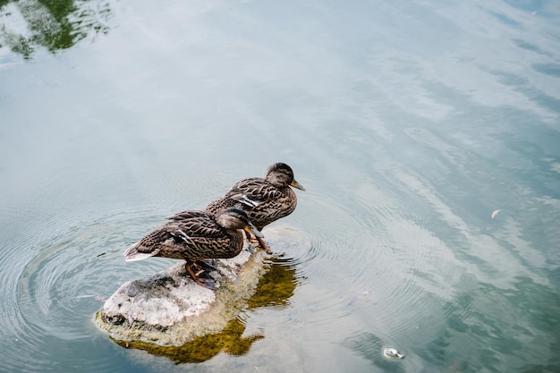 Zwei Enten sitzen auf einem Stein im Wasser am See Nahaufnahme Herbst