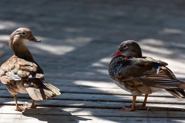 Zwei Enten stehen auf einem Holzboden und schauen sich an. Ente mit rotem Schnabel. Selektiver Fokus auf schöne Wildenten. Niedliche kleine Ente braune und weiße Federn vor einem verschwommenen Hintergrund