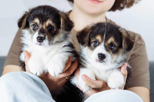 Foto zwei entzückende, flauschige walisische corgi-welpen sitzen auf den händen einer unerkennbaren frau ihrer herrin.