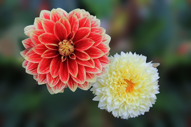 Zwei erstaunliche Chrysanthemen auf einem isolierten grünen Hintergrund erfreuen sich am frischen Wind