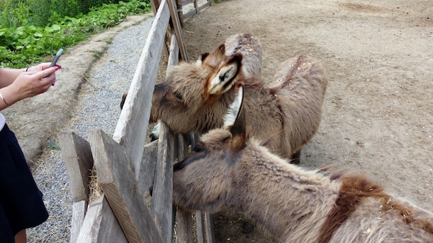 Zwei Esel stehen hinter dem Gehegezaun auf der Eselfarm