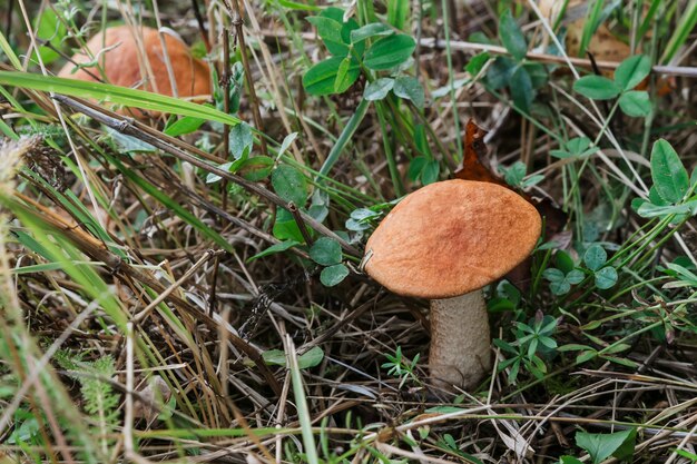 Zwei Espenbäume im Gras. Anbau von Speisepilzen