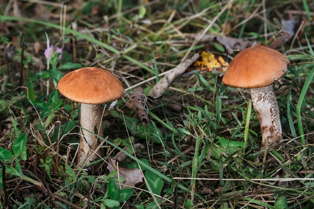 Zwei Espenbäume im Gras. Anbau von Speisepilzen