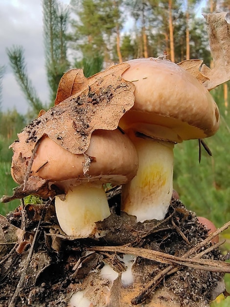 Zwei essbare Pilze mit einem Stück Erde unter ihnen auf der Hand Der Waldhintergrund ist verschwommen