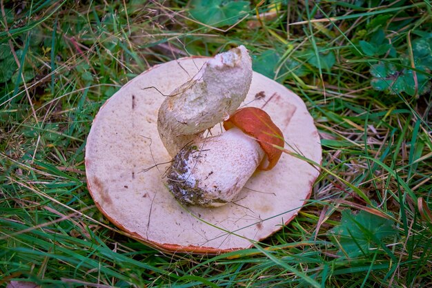 Foto zwei essbare waldpilze liegen auf einem hintergrund aus grünem gras