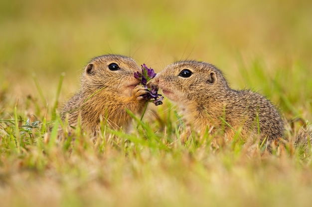 Zwei europäische Grundeichhörnchen, die eine Blume auf einer Wiese berühren