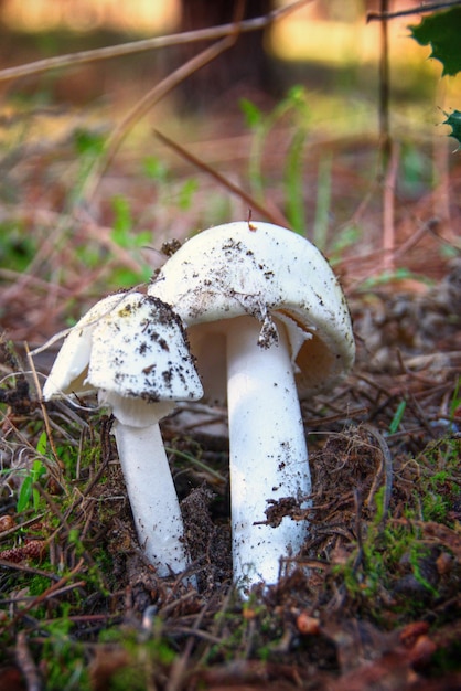 Zwei Exemplare von Amanita Phalloides im Wald.