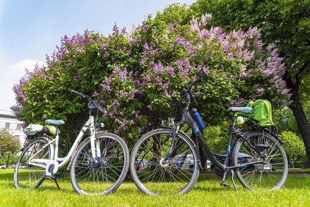 Zwei Fahrräder in der Nähe der Büsche blühender Flieder auf der Allee des Champ de Mars Sankt Petersburg