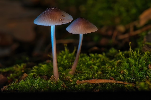 Zwei filigrane kleine Pilze auf Moos mit Lichtfleck im Wald Waldboden