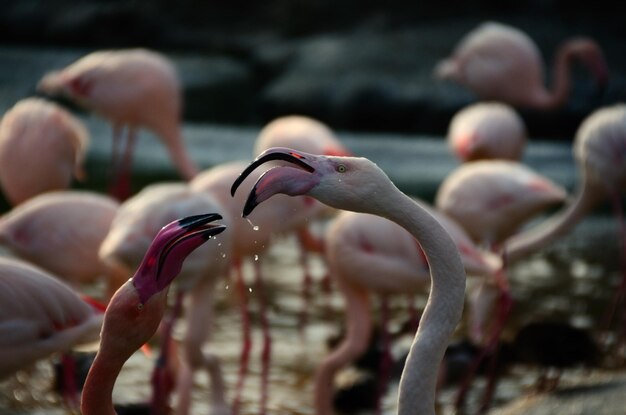 Zwei Flamingos mit Wassertropfen