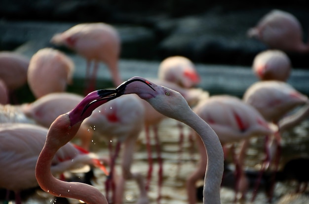 Zwei Flamingos