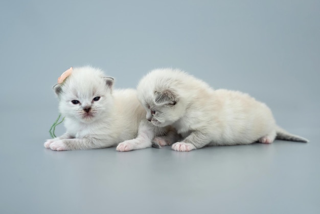 Zwei flauschige Ragdoll-Kätzchen, die isoliert auf hellblauem Hintergrund mit Copyspace zusammensitzen Studioportrait von kleinen süßen Rassekatzen und einem Kätzchen mit Blume am Ohr