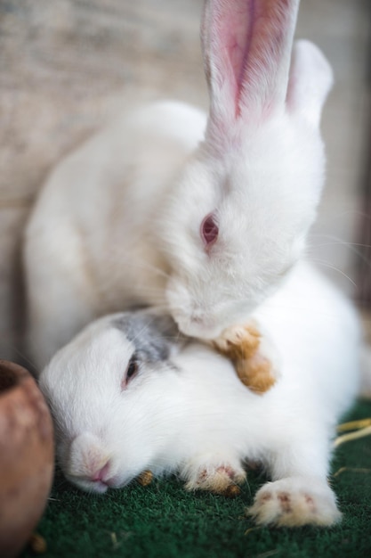 Zwei flauschige weiße Kaninchen, die sich im Stall verspielt umarmen