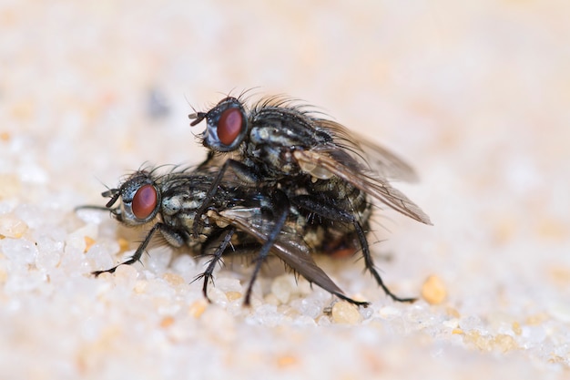 Zwei Fliegen paaren sich