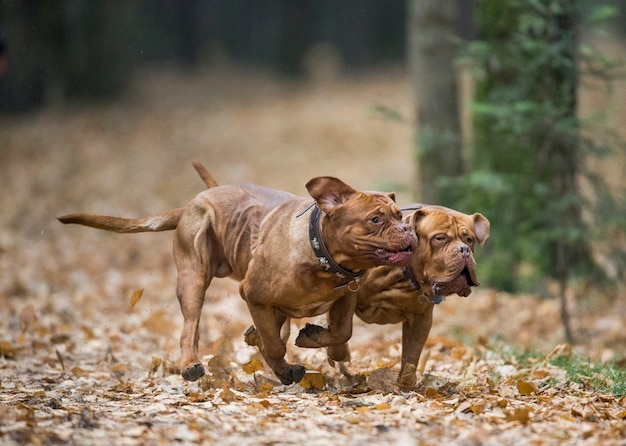 Zwei französische Mastiffs spielen im Herbstpark.