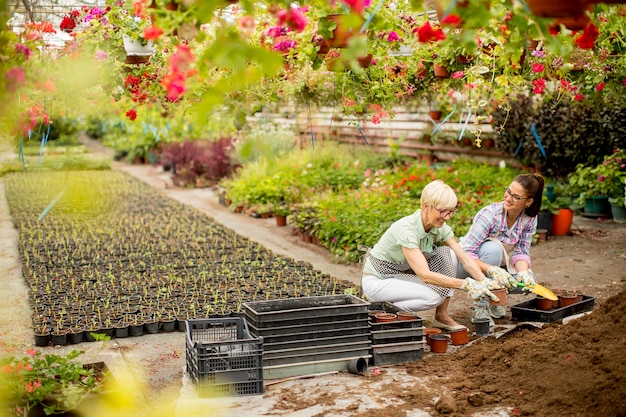 Foto zwei frauen pflanzen blumen in töpfen